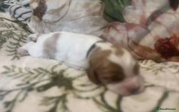 Mixed Breed dogs for sale: Cockalier puppies  - Advert 23