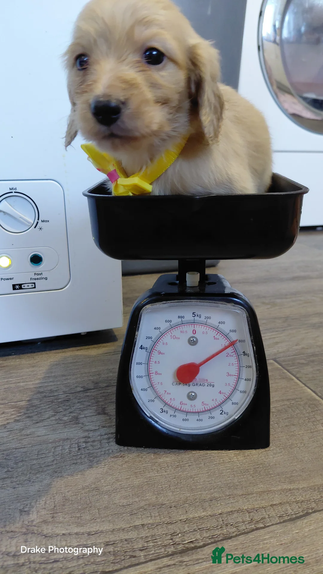 Miniature Dachshund dogs for sale: KC Reg. Longhaired Full Cream Mini Dachshunds 💛🐾 - Advert 12