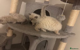Ragdoll cats for sale: RagDoll kittens  - Image 7