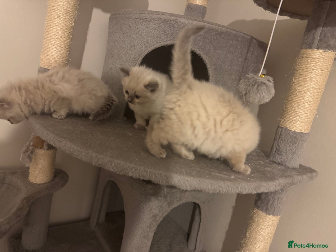Ragdoll cats for sale: RagDoll kittens  - Image 7