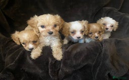 Cavapoo dogs for sale: DNA CLEAR & BVA HEART/EYES CERTS CAVAPOO - Image 2