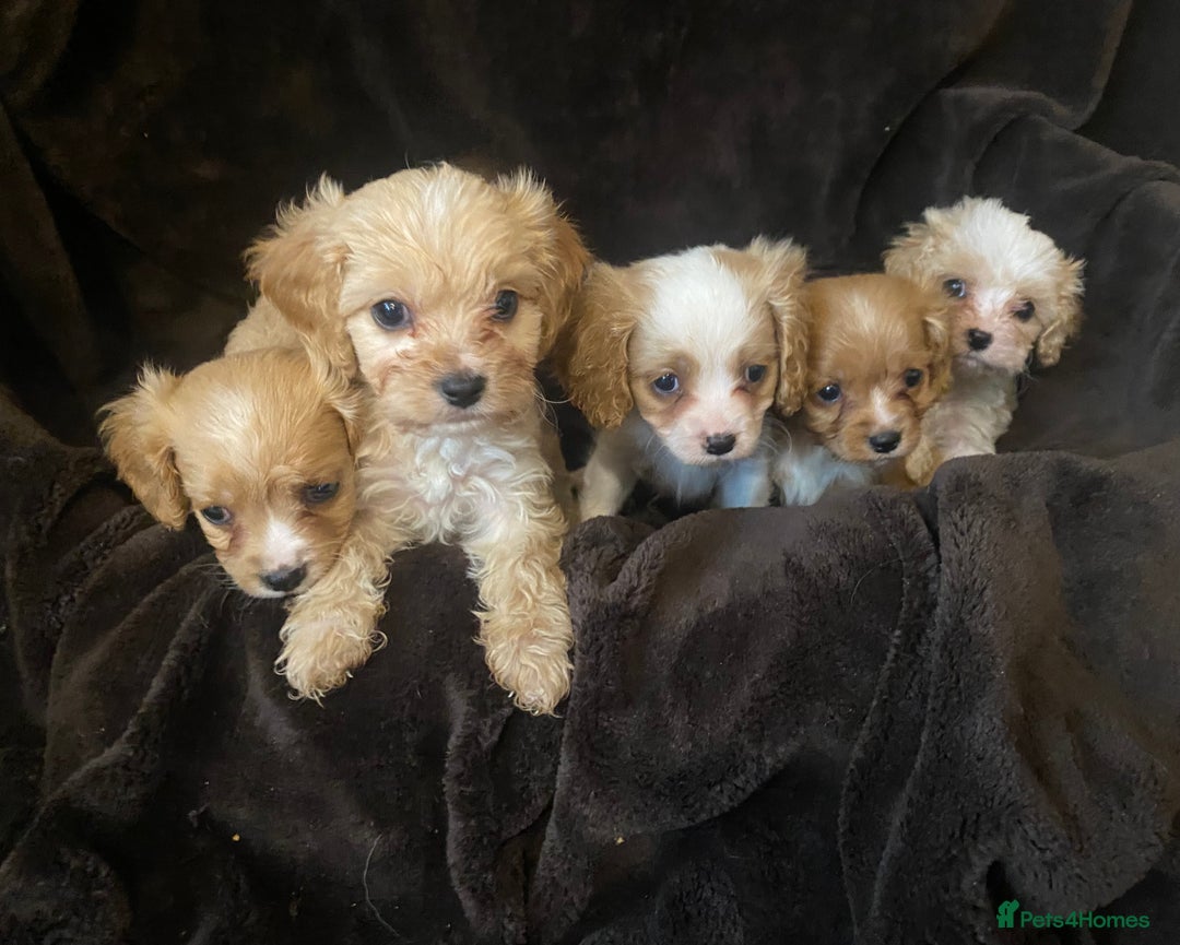 Cavapoo dogs for sale: DNA CLEAR & BVA HEART/EYES CERTS CAVAPOO - Image 2