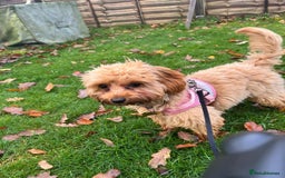Cavapoo dogs for sale: 6 month old female Cavapoo looking for new home - Image 2