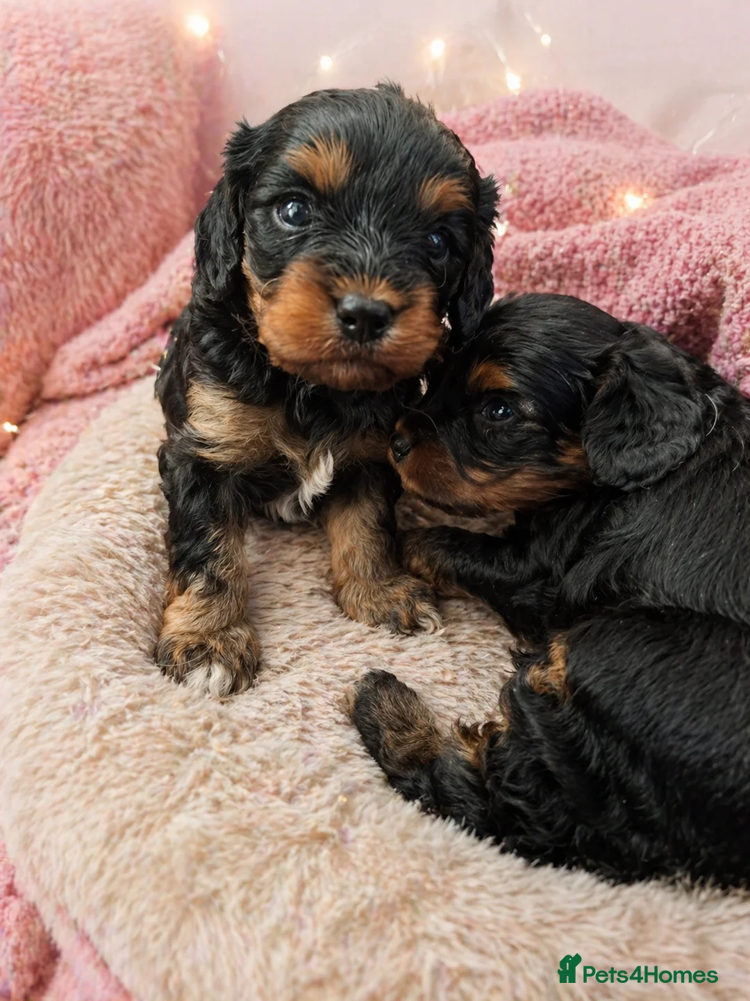 Cavapoo dogs for sale: Cavapoo pups health tested parents boy & girl  - Advert 1
