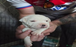 Staffordshire Bull Terrier dogs for sale: Staffordshire pups - Image 4