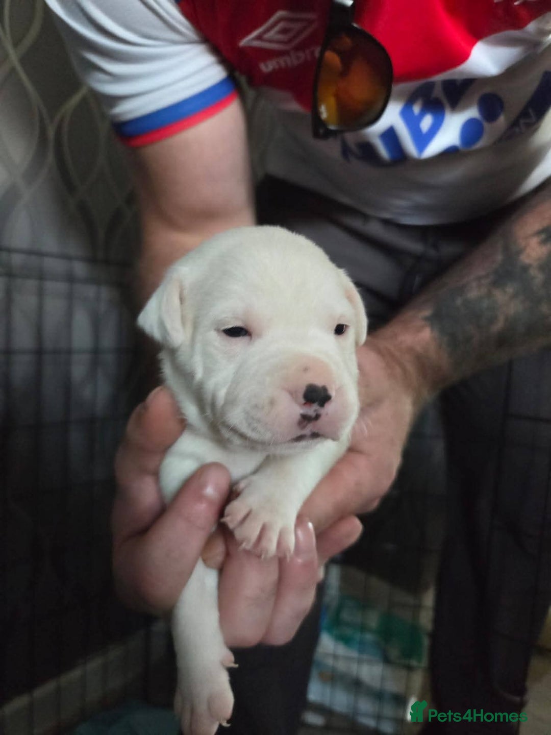 Staffordshire Bull Terrier dogs for sale: Staffordshire pups - Image 4