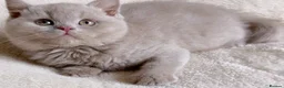 British Shorthair cats for sale: Gorgeous British Shorthairs Available TICA Reg - Advert 6