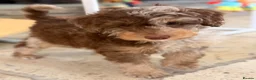 Toy Poodle dogs for sale: Fully  health tested toy poodles  - Advert 6