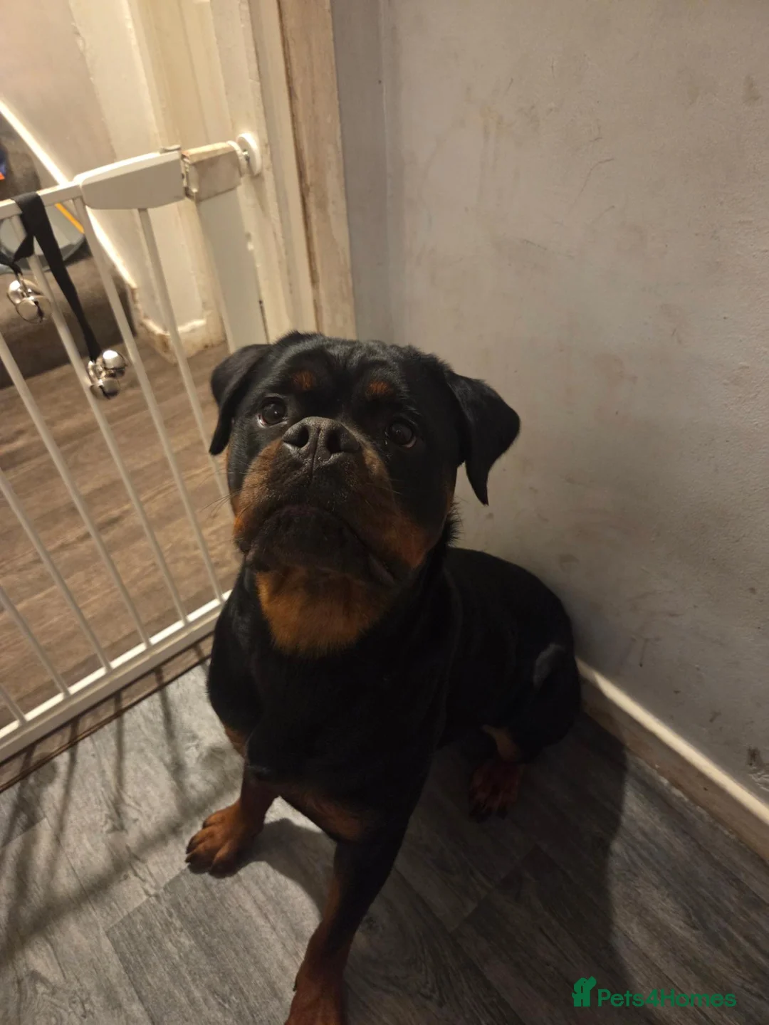 Rottweiler dogs for sale: 14 month old Rottweiler  - Advert 2