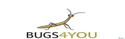 Stick Insects invertebrates for sale: Indian Stick Insects Nympths 50p each - Advert 5