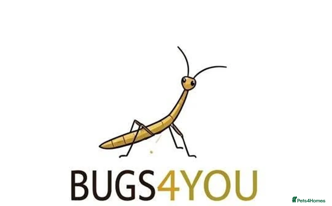 Stick Insects invertebrates for sale: Indian Stick Insects Nympths 50p each - Advert 5
