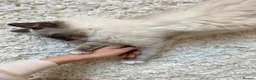 Ragdoll cats for sale: 5 years Ragdoll Male Cat Neutered loves Chicken in London - Advert 7