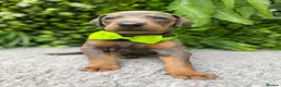 Dobermann dogs for sale: *KC REGISTERED* HEALTH TESTED DOBERMAN PUPPIES* - Advert 31