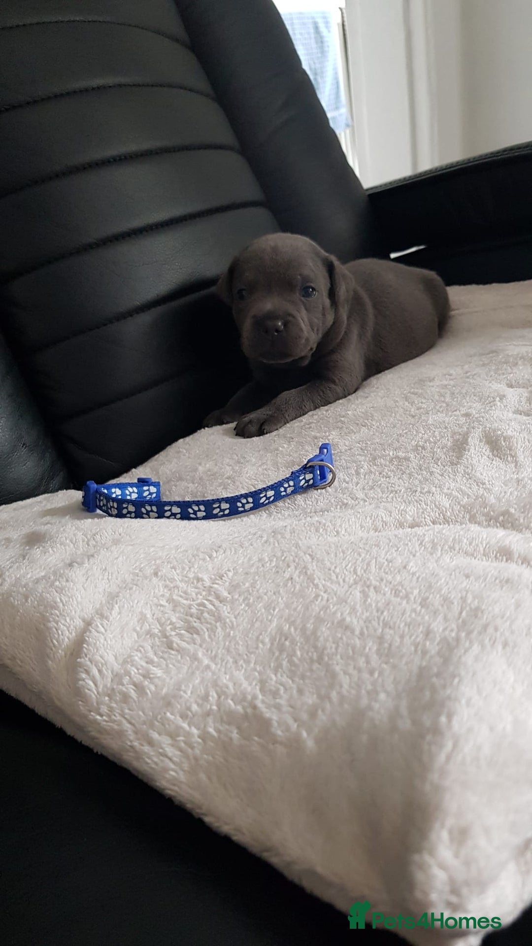 Staffordshire Bull Terrier dogs for sale: Beautiffull KC Staffordshire bull terrier  pups. - Image 7