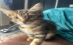 Mixed Breed cats for sale: Ragdoll, Bengal, main coon mix kittens  - Image 6