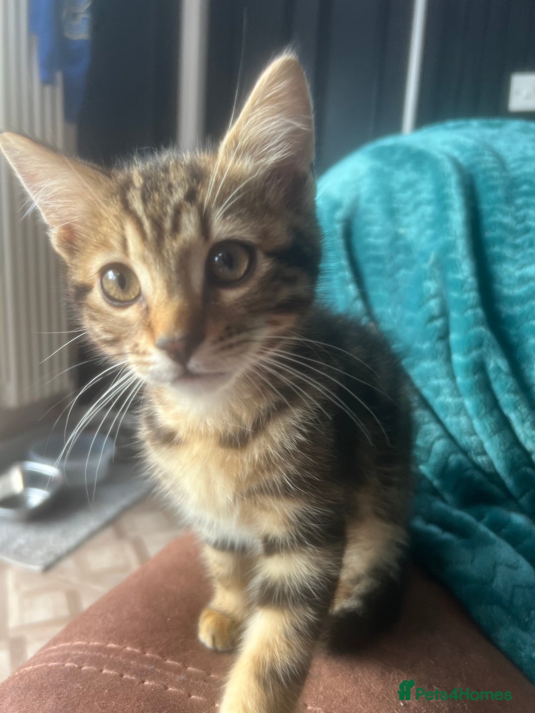 Mixed Breed cats for sale: Ragdoll, Bengal, main coon mix kittens  - Image 6