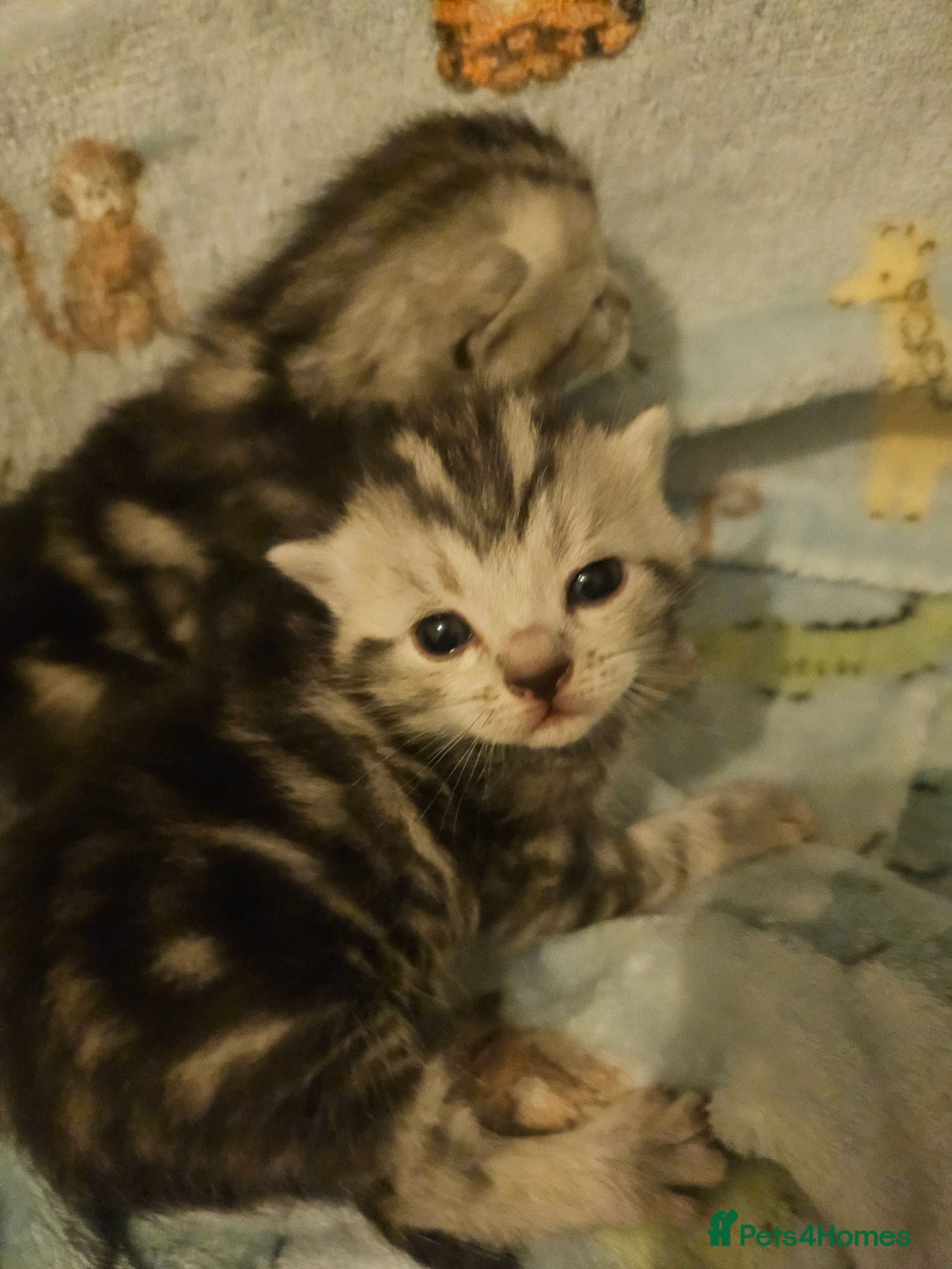 Mixed Breed cats Beautiful kittens  - Advert 1