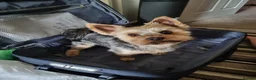 Yorkshire Terrier dogs for stud: KC Registered-Toy Yorkshire Terrier  in Chorley - Advert 5
