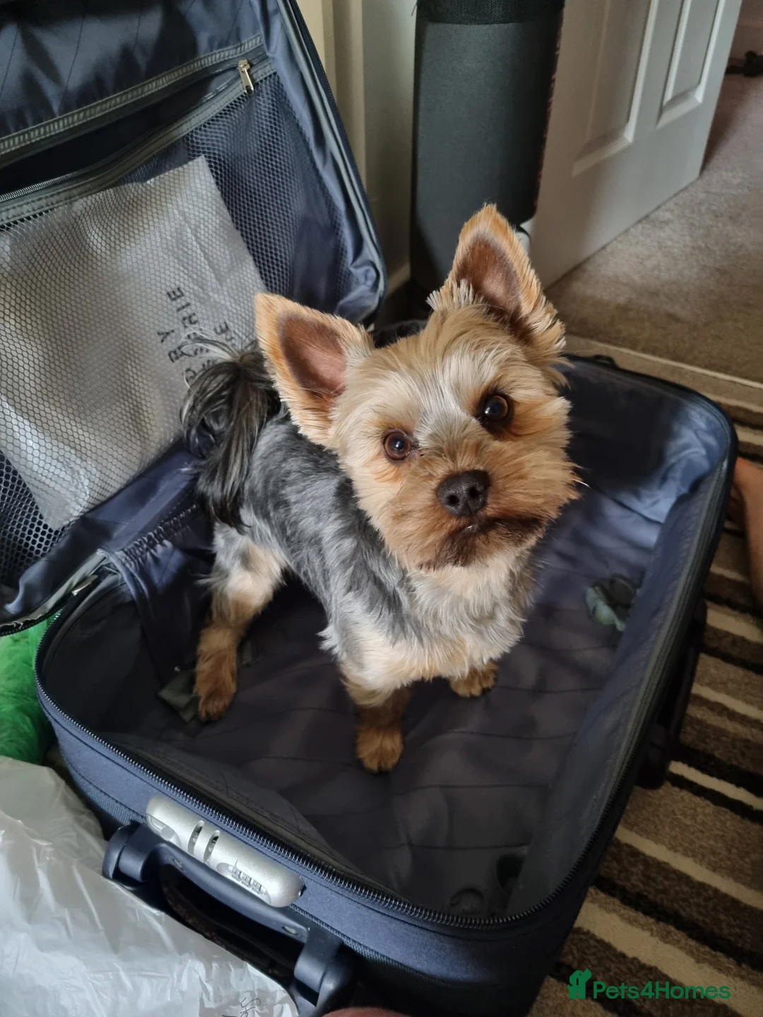 Yorkshire Terrier dogs for stud: KC Registered-Toy Yorkshire Terrier  in Chorley - Advert 5