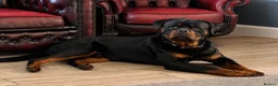 Rottweiler dogs for sale: STUNNING KC REGISTERED PUPPIES  - Advert 9