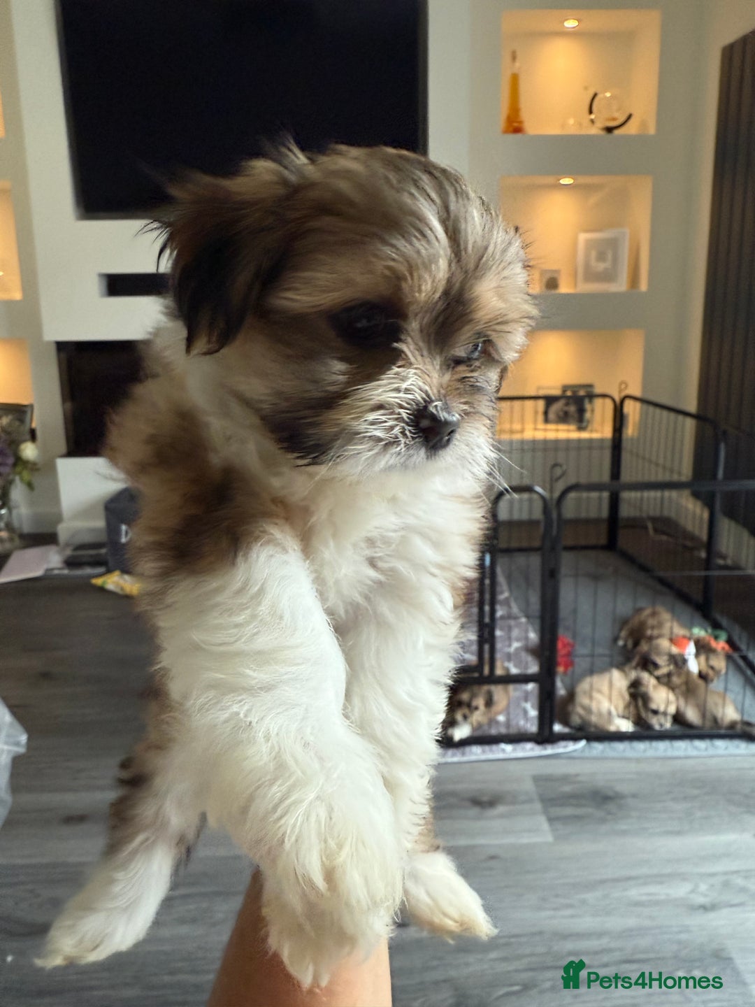 Lhasa Apso dogs for sale: 6 beautiful Lhasa's ONLY ONE BOY AND 1 GIRL LEFT  - Image 27