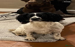 English Springer Spaniel dogs for sale: Springer spaniel  - Image 4
