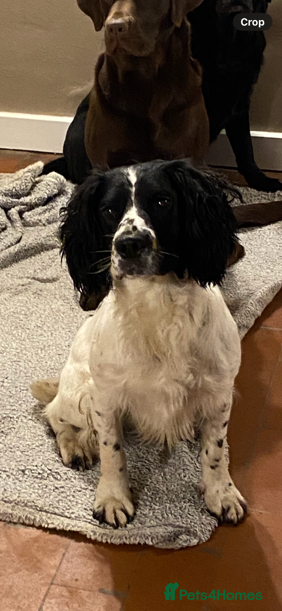 English Springer Spaniel dogs for sale: Springer spaniel  - Image 4