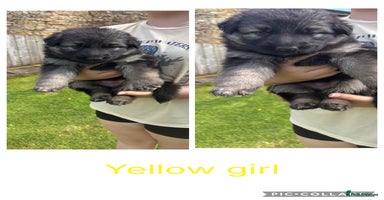 German Shepherd dogs - Advert 4