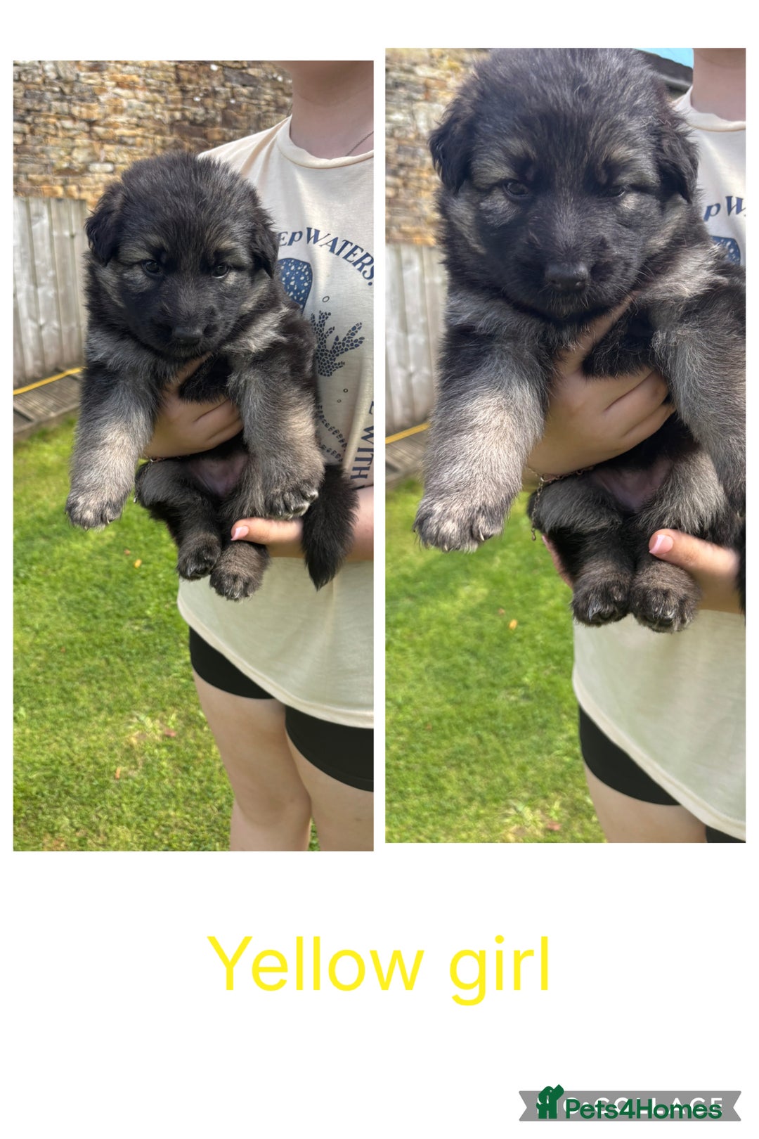 German Shepherd dogs for sale: 8 beautiful long haired German shepherd puppies  - Image 3
