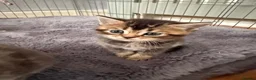 Scottish Fold cats for sale: Scottish fold kittens  - Advert 13