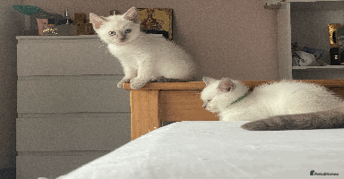 Ragdoll cats - Advert 3