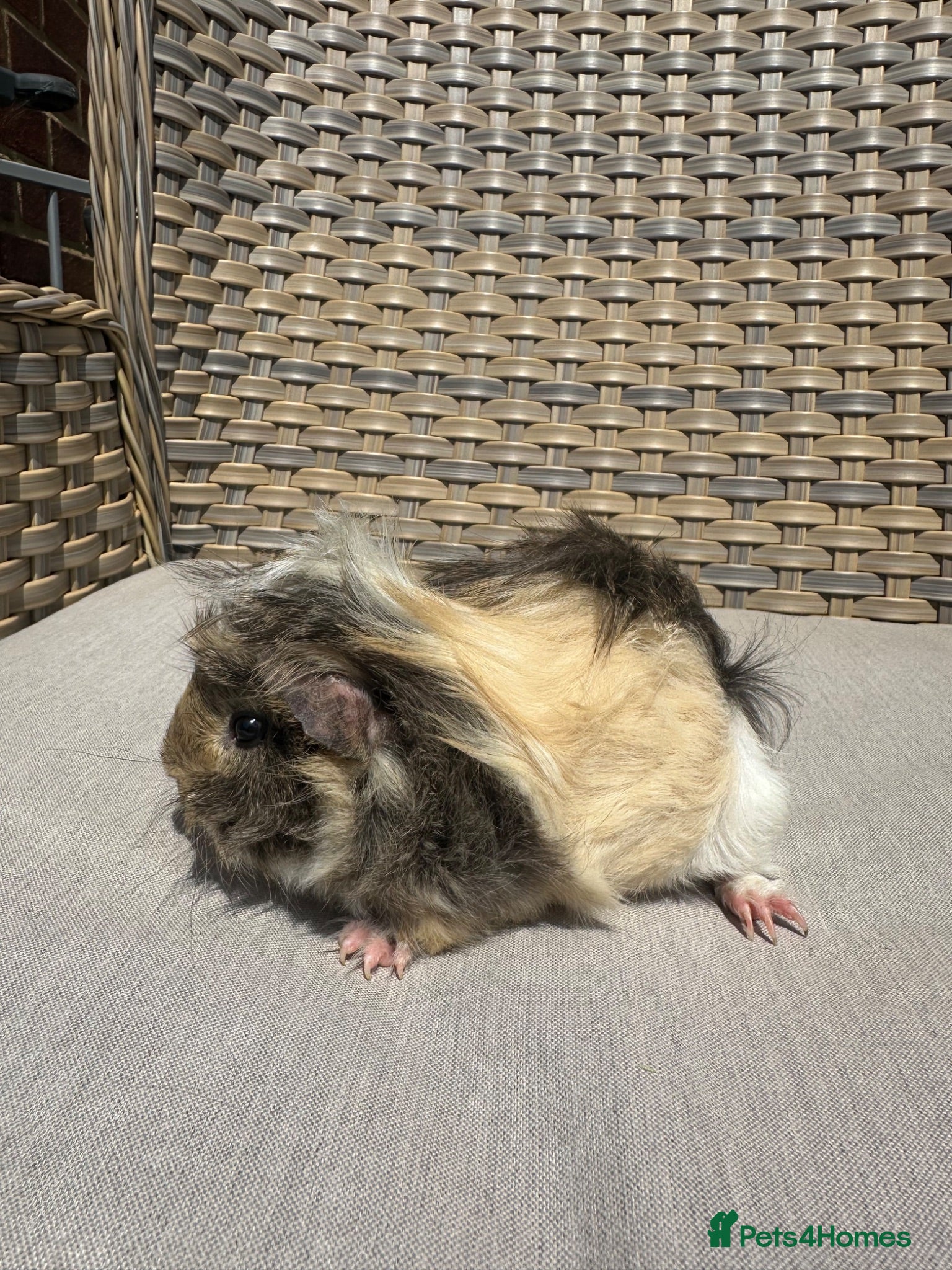 Guinea Pig rodents 2 left. Handsome long haired male guinea pigs. - Advert 1
