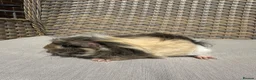 Guinea Pig rodents for sale: 5 Handsome long haired male guinea pigs. - Advert 8