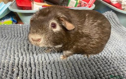 Guinea Pig rodents for sale: Two Sweet Guinea Pig Girls - Image 3