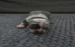 Chihuahua dogs for sale: Chihuahua  - Image 1