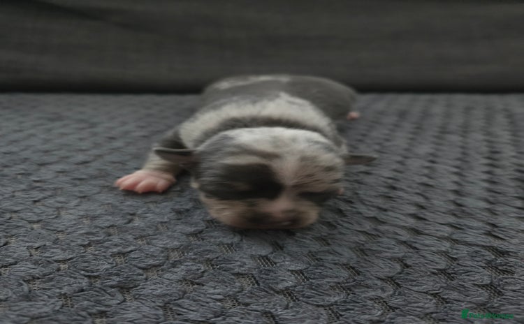 Chihuahua dogs - Advert 10