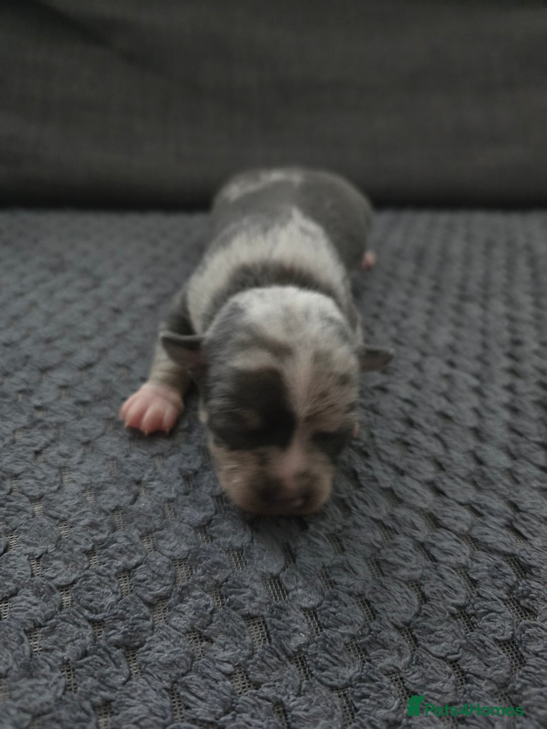 Chihuahua dogs for sale: Chihuahua  - Image 1