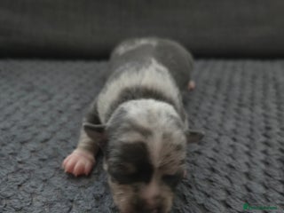 Chihuahua dogs for sale - Advert 1