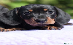 Miniature Dachshund dogs for sale: ✨Quality Miniature Dachshunds✨ - Image 3