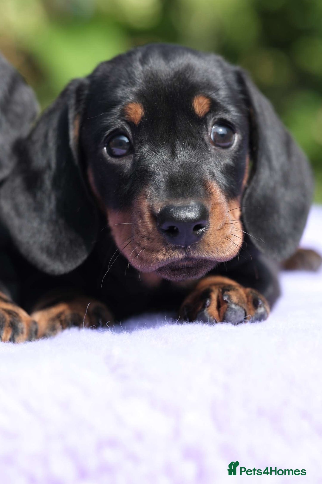 Miniature Dachshund dogs for sale: ✨Quality Miniature Dachshunds✨ - Image 3