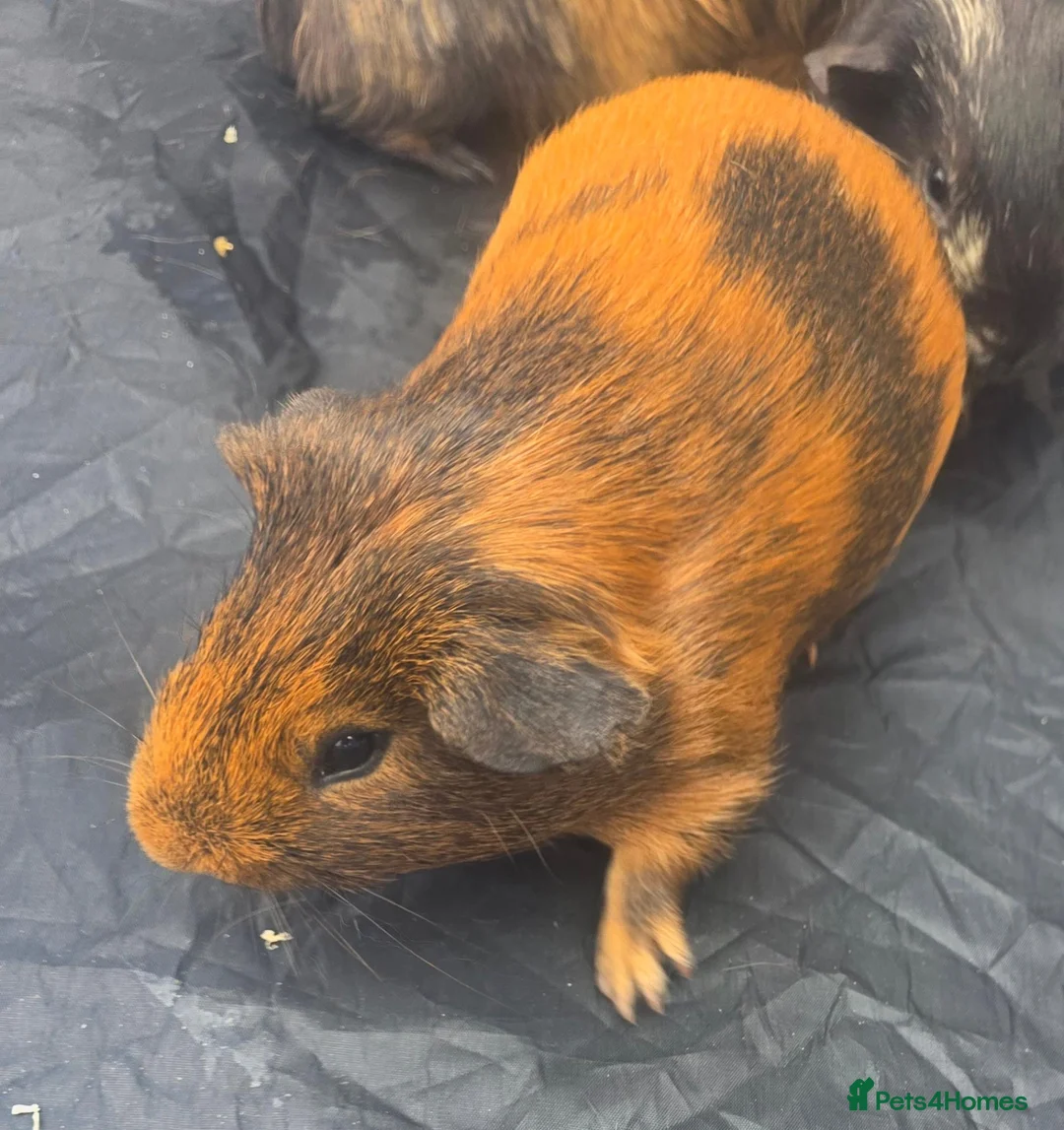 Guinea Pig rodents for sale: 3x male guinea pigs  - Advert 4
