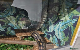 Python Snake reptiles for sale: Female royal ball python with full set up  - Image 3