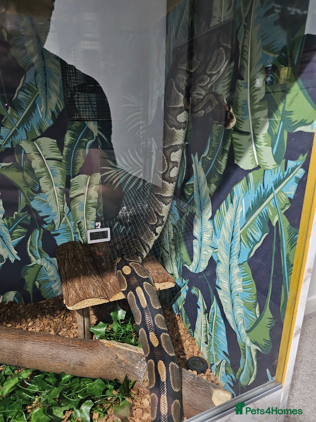Python Snake reptiles for sale: Female royal ball python with full set up  - Image 3