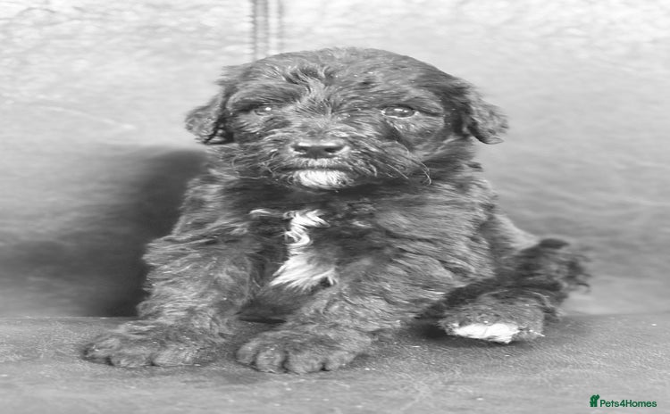 Mixed Breed dogs - Advert 3