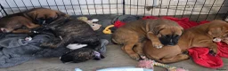 Mixed Breed dogs for sale: 2 Lurcher x Boxer puppies - Advert 23
