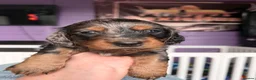 Dachshund dogs for sale: The Outstanding Boy Band is here💙🐶💚 - Advert 15