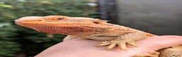 Bearded Dragon reptiles for sale: Proven adult bearded dragons ( read advert) - Advert 4