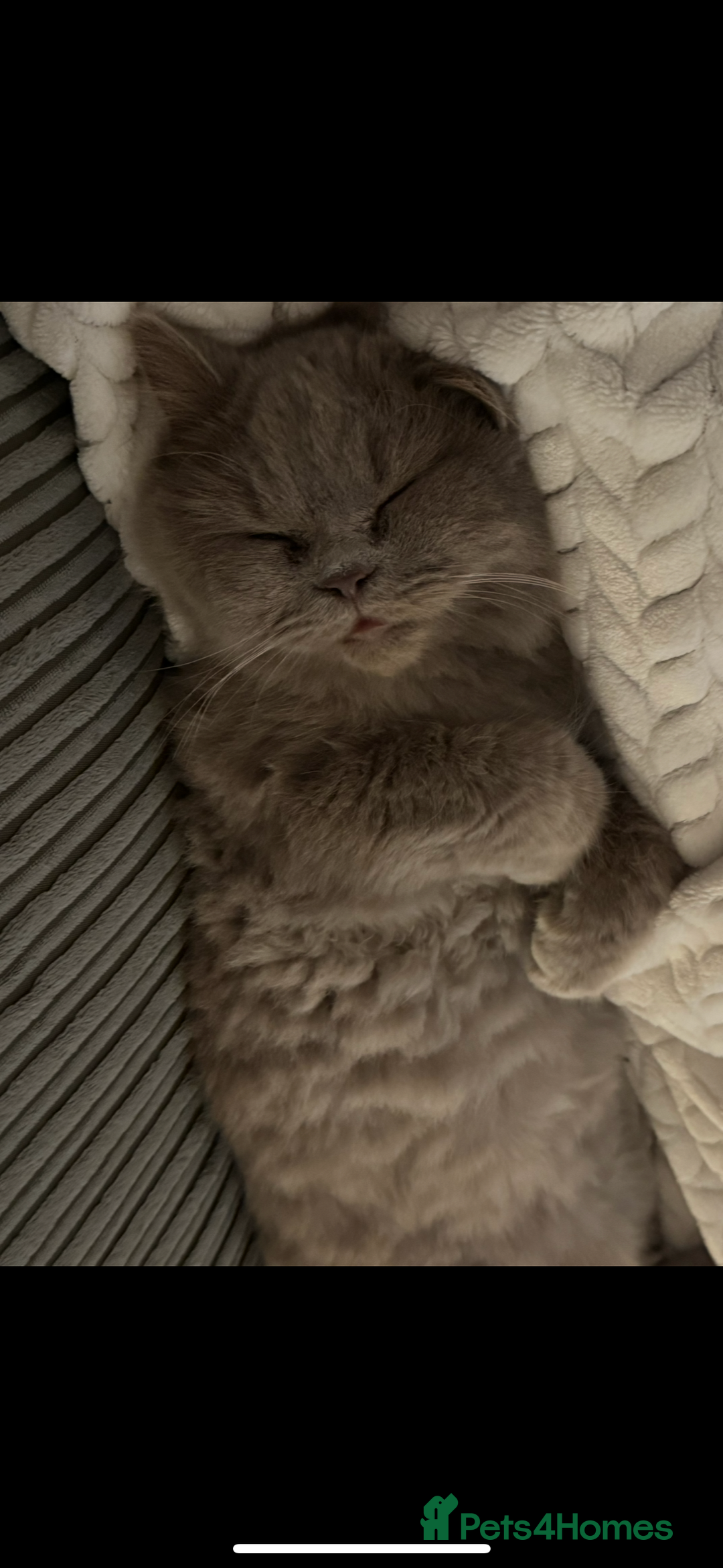 British Longhair cats for sale: Teddy - Advert 5