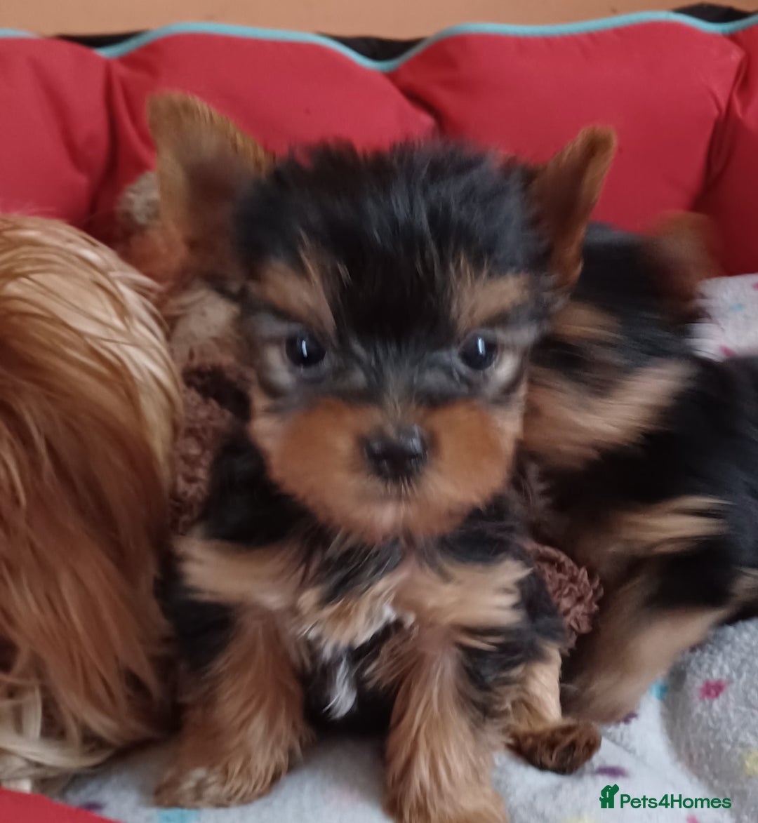 Yorkshire Terrier dogs for sale: Super mini Yorkshire terrier puppy pedigree cert - Image 6