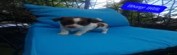 Chihuahua dogs for sale: Beautiful puppies for sale in Diss - Advert 15